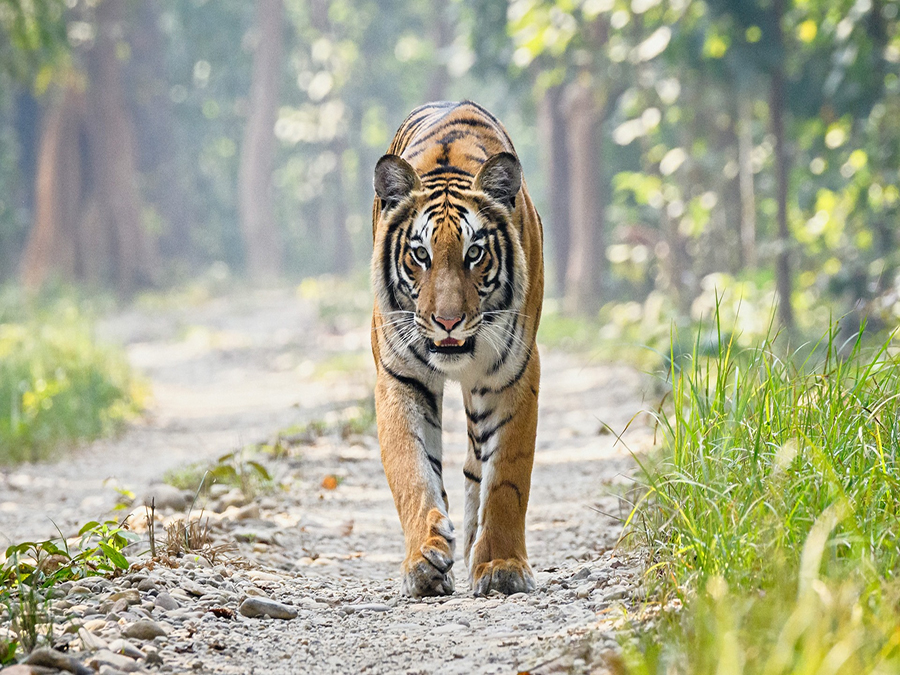 Golden Triangle & Tigers